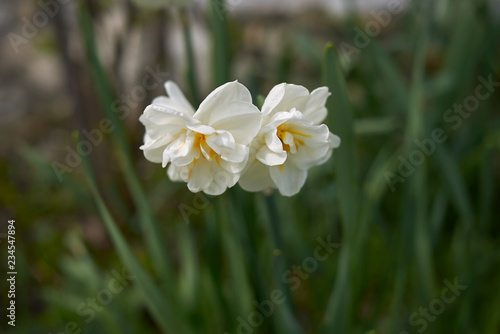 Narcissus