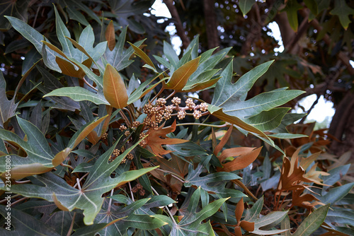 Oreopanax dactylifolius photo