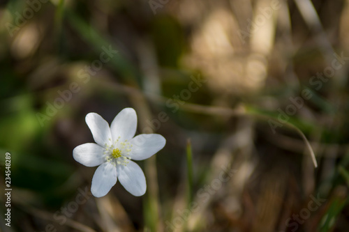 Flor