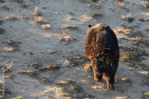 brown bear in water
