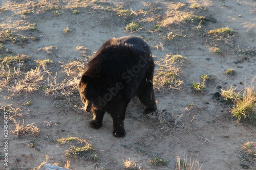 brown bear
