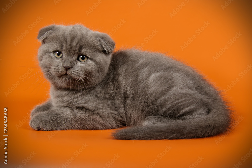 Scottish fold shorthair cat on colored backgrounds