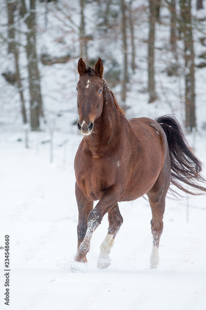 Lette im Schnee Lette im Schnee