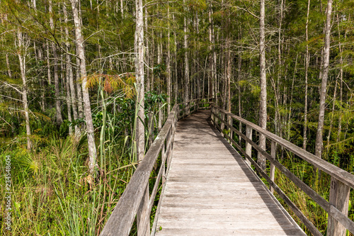 Swamp Boardwalk