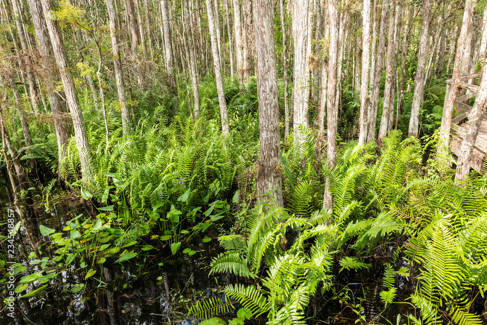 Fototapeta premium Trees