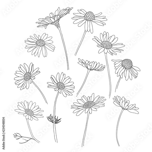 Daisy flowers.Sketch.Hand drawn outline vector illustration, isolated floral elements for design on white background.