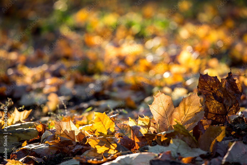 Yellow autumn leaves in the sunset rays of the evening sun, sharpness on the leaves in the foreground behind the background in bokeh with space for text. Yellow autumn leaves in the sunset rays of the evening sun, sharpness on the leaves in the foreground behind the background in bokeh with space for text.