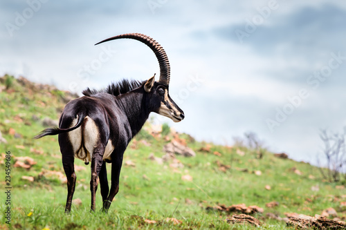 Sable antelope bull standing proud in an open grassland area, Hippotragus niger photo