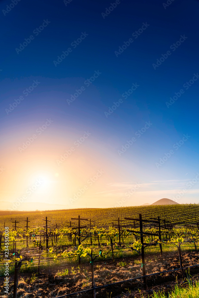 Edna Valley dreamy sunset, CA