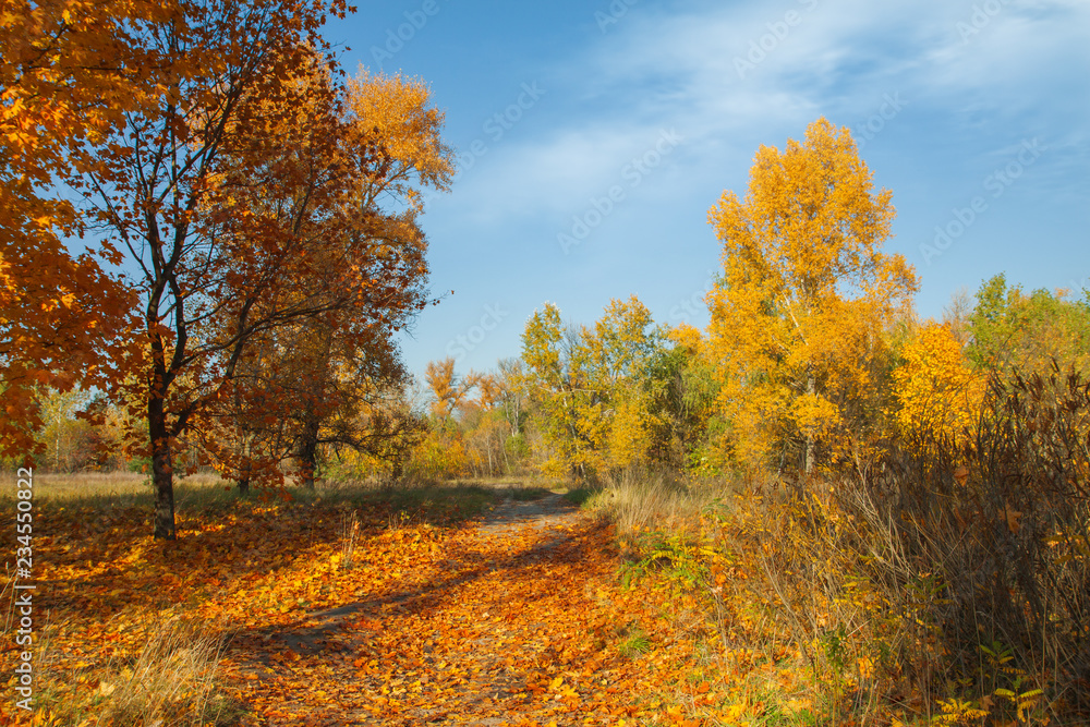 Golden autumn trees. Beautiful autumn meadow in the park or forest. Sunny autumn landscape. Golden autumn trees. Beautiful autumn meadow in the park or forest. Sunny autumn landscape.