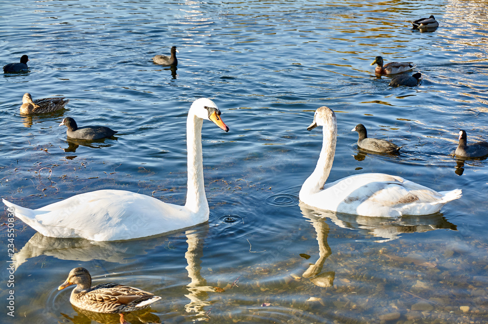 Obraz premium A pair of beautiful white swans Cygnus olor among wild ducks on the lake in Goryachiy Klyuch. Krasnodar region. Nature concept for design