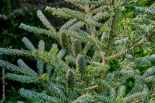 The cones on the branches of spruce (Abies koreana Silberlocke) grow vertically. Cones grow on branches with twisted needles. Sunny day. Nature concept for design photo