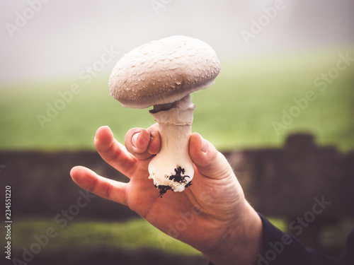 hand holding fresh picked home grown mushroom