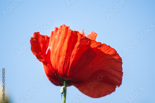 Flower poppy flowering on background poppies flowers. Nature.selective focus