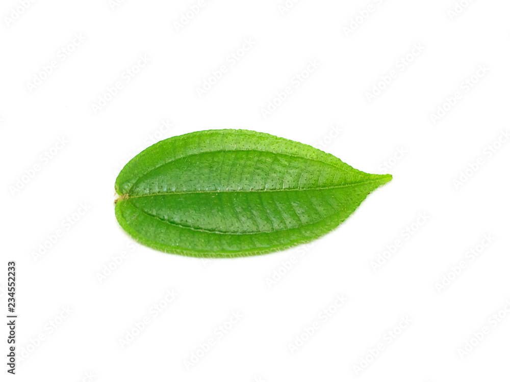 Obraz premium green leaf isolated on white background In the natural forest Phuket Thailand