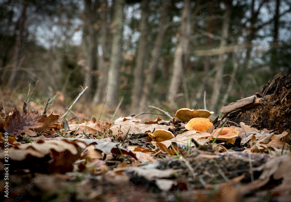 setas en el bosque otoñal en la Rioja con hojas en el suelo