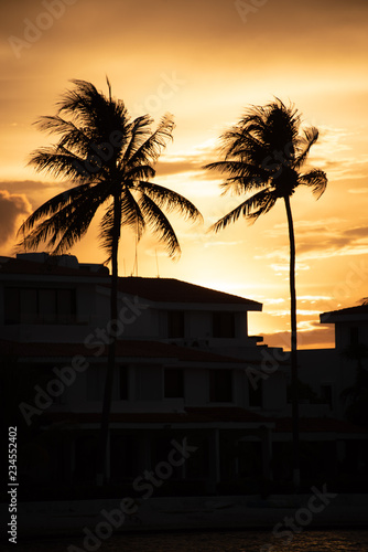 Silhouetted palm trees and houses in golden sunset