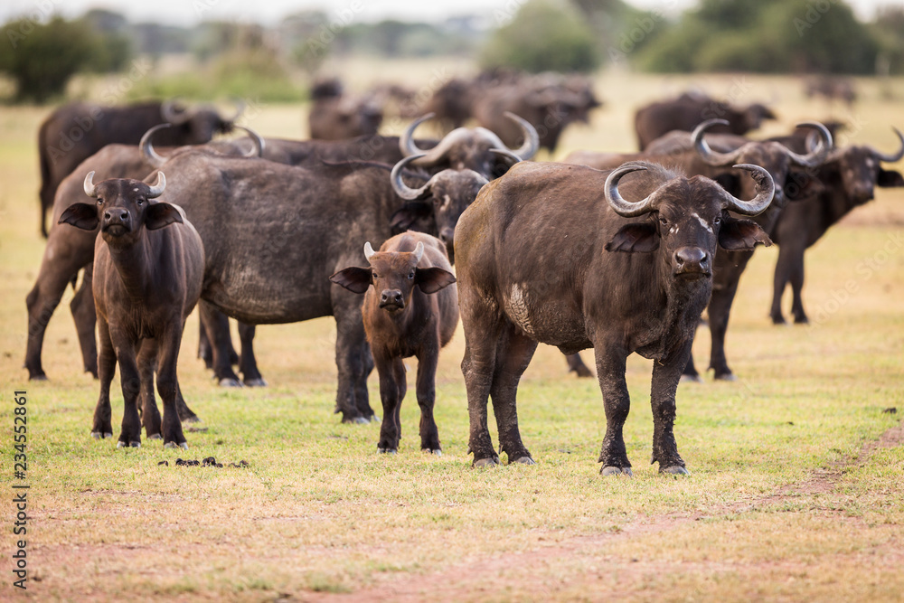 African Buffalo standing at Serengeti National Park African Buffalo standing at Serengeti National Park