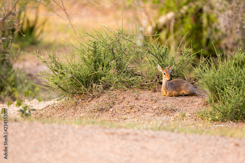 Kirk's dik dik sitting at Serengeti National Park photo