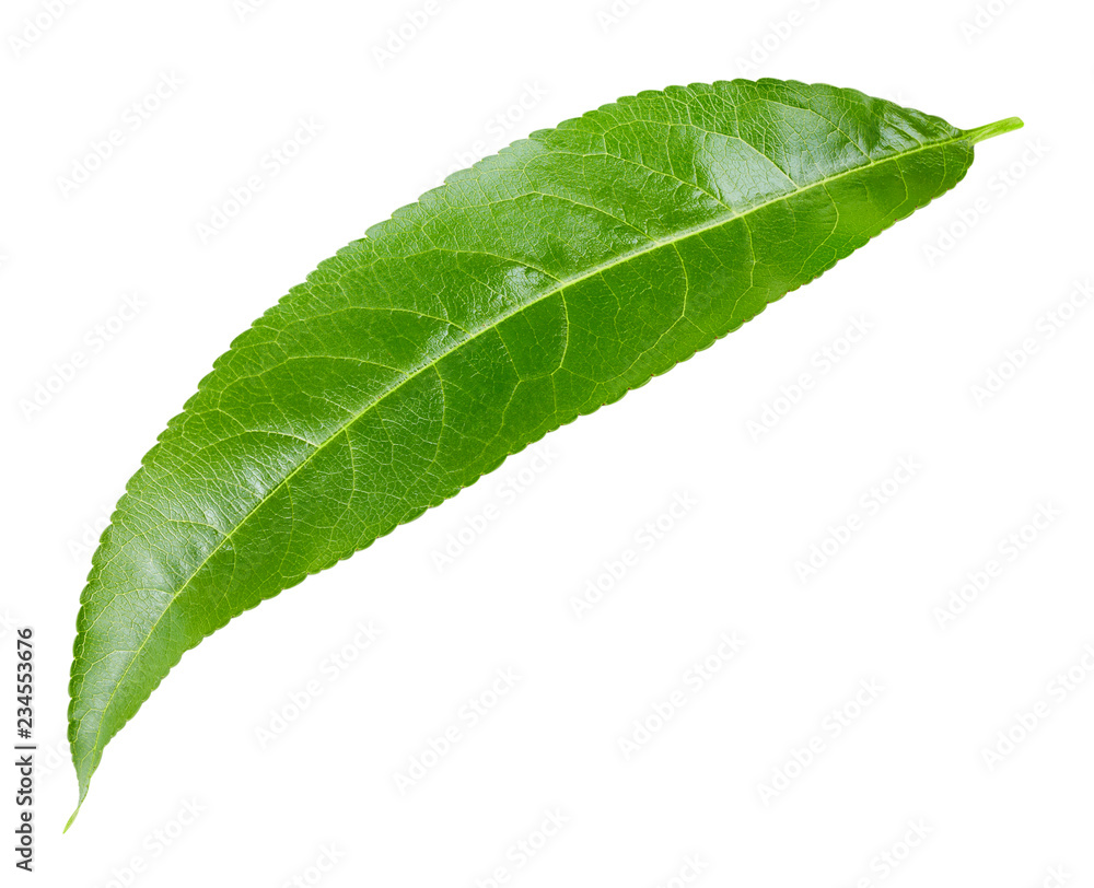 Peach leaf isolated Peach leaf isolated