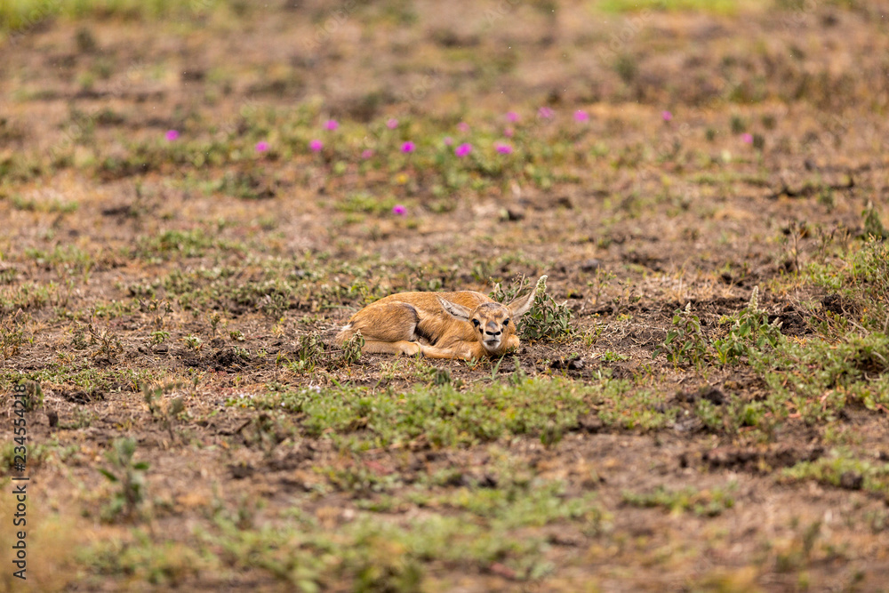Thomson's Gazelle resting in field at Serengeti National Park Thomson's Gazelle resting in field at Serengeti National Park