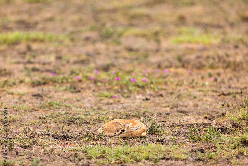 Thomson's Gazelle resting in field at Serengeti National Park Thomson's Gazelle resting in field at Serengeti National Park