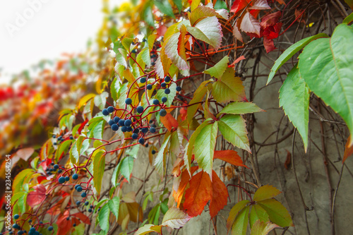 Wild grapes. Leaves and fruits. Beautiful colorful leaves in the autumn garden. Close-up. Floral Background.