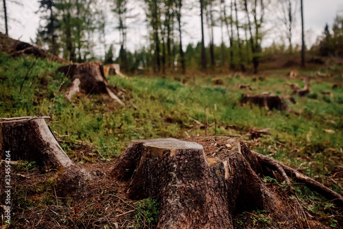 Stumps of cutted down pine trees in the forest. Deforestation process view