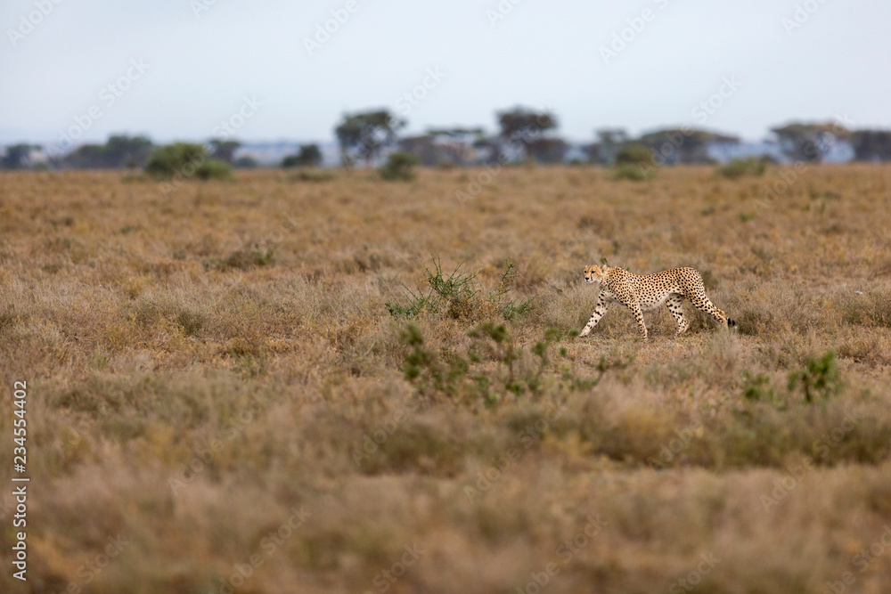 Cheetah walking on grassy landscape at Serengeti National Park Cheetah walking on grassy landscape at Serengeti National Park