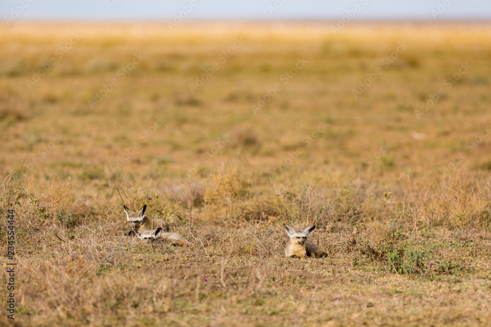 Bat eared fox sitting in grass at Serengeti National Park Bat eared fox sitting in grass at Serengeti National Park