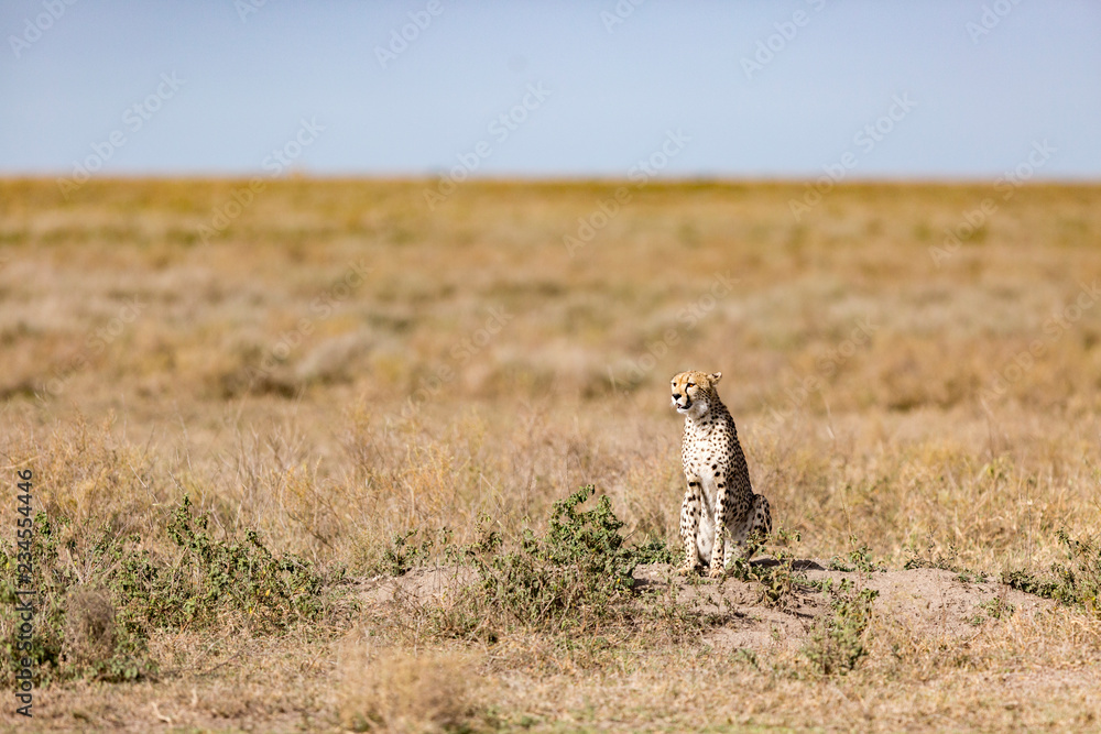 Cheetah sitting at Serengeti National Park