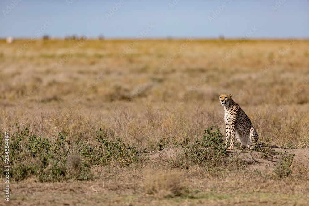 Cheetah sitting at Serengeti National Park Cheetah sitting at Serengeti National Park