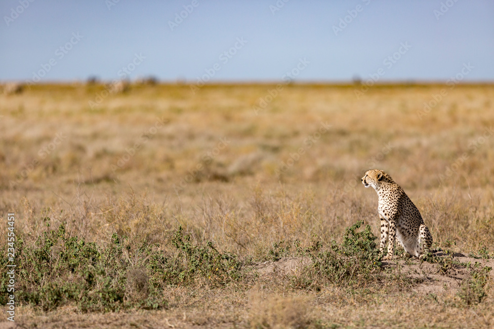 Cheetah sitting at Serengeti National Park Cheetah sitting at Serengeti National Park