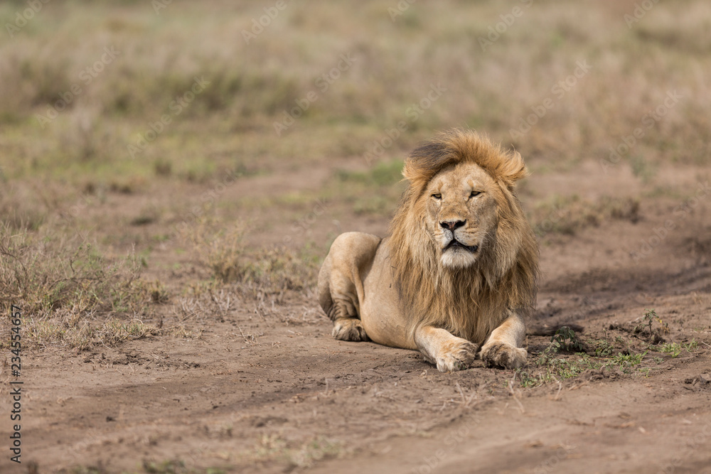 Lion resting in the open plains of the Serengeti National Park Lion resting in the open plains of the Serengeti National Park