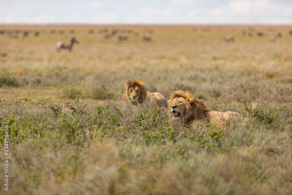 Pair of lions resting in the open plains of the Serengeti National Park Pair of lions resting in the open plains of the Serengeti National Park
