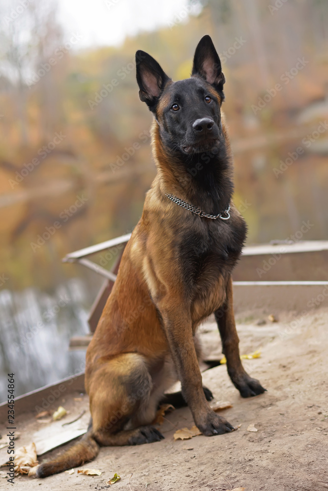 Serious young Belgian Shepherd dog Malinois with a chain collar sitting outdoors near a river bank in autumn Serious young Belgian Shepherd dog Malinois with a chain collar sitting outdoors near a river bank in autumn