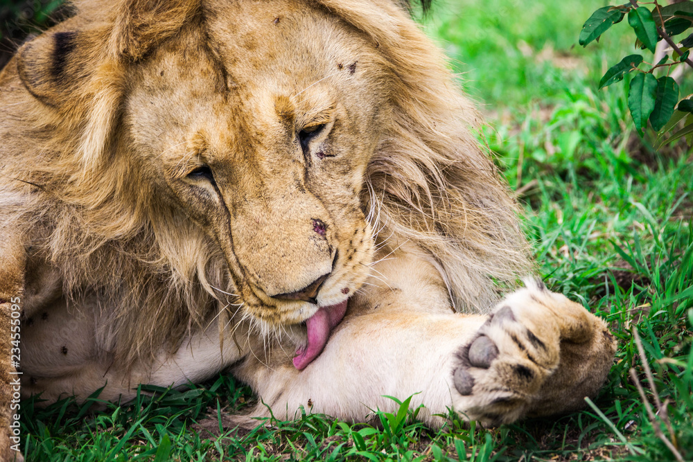 Majestic lion in Maasai Mara reserve in Kenya Majestic lion in Maasai Mara reserve in Kenya