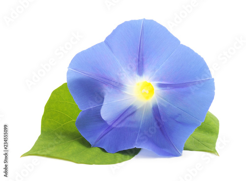 Flower ipomoea blue with leaves. photo