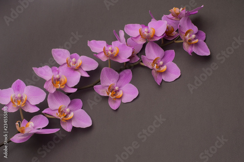 romantic branch of pink orchid on gray background.