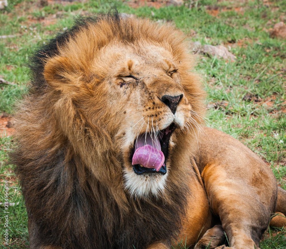 Fototapeta premium Majestic lion in Maasai Mara reserve in Kenya