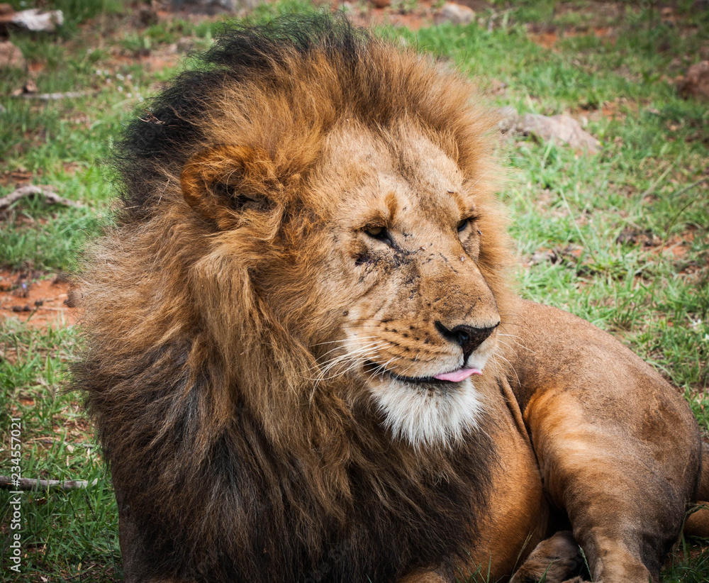 Majestic lion in Maasai Mara reserve in Kenya