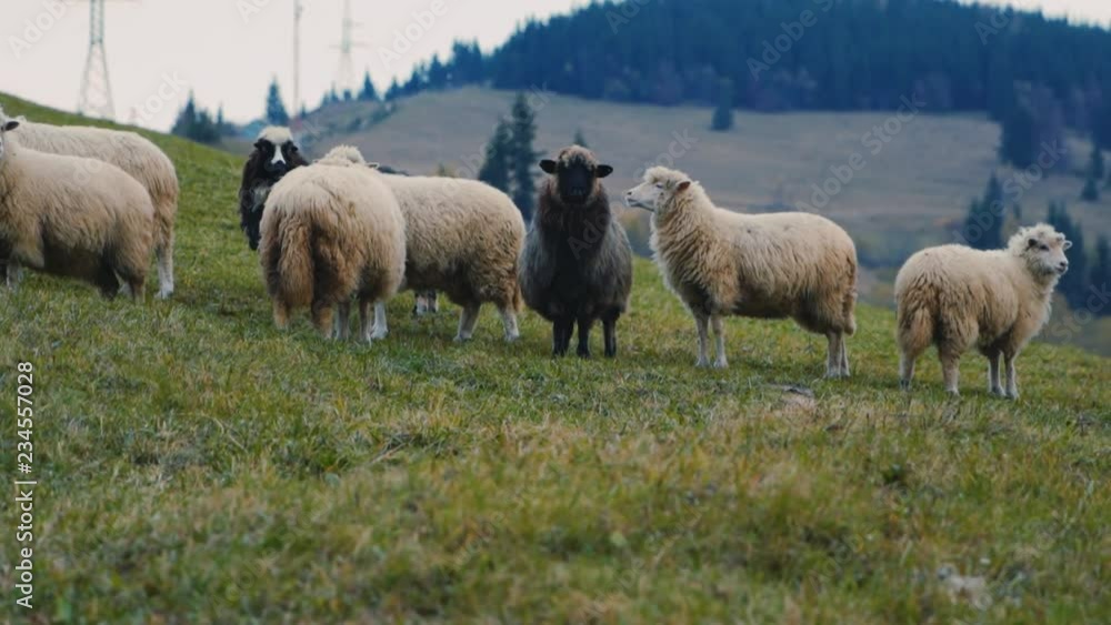 Cute sheep in the pasture cloudy autumn day in mountain farm agriculture field grass landscape wool animal countryside environment mammal meadow slow motion close up Cute sheep in the pasture cloudy autumn day in mountain farm agriculture field grass landscape wool animal countryside environment mammal meadow slow motion close up