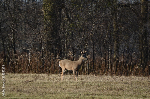 Deer in pasture