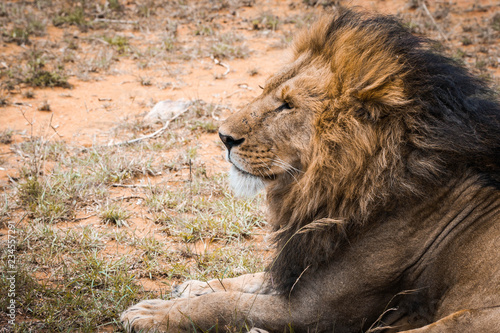 Majestic lion in Maasai Mara reserve in Kenya