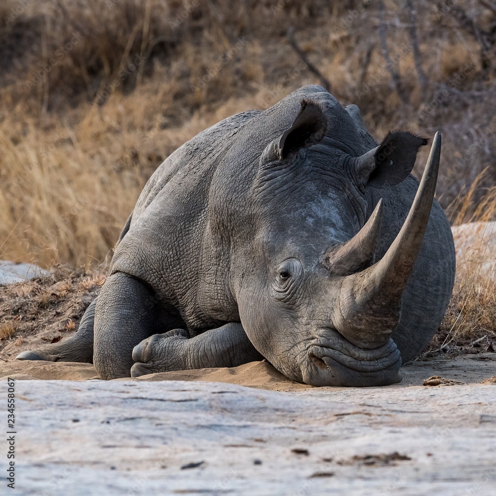 Obraz premium Rhino at Rest