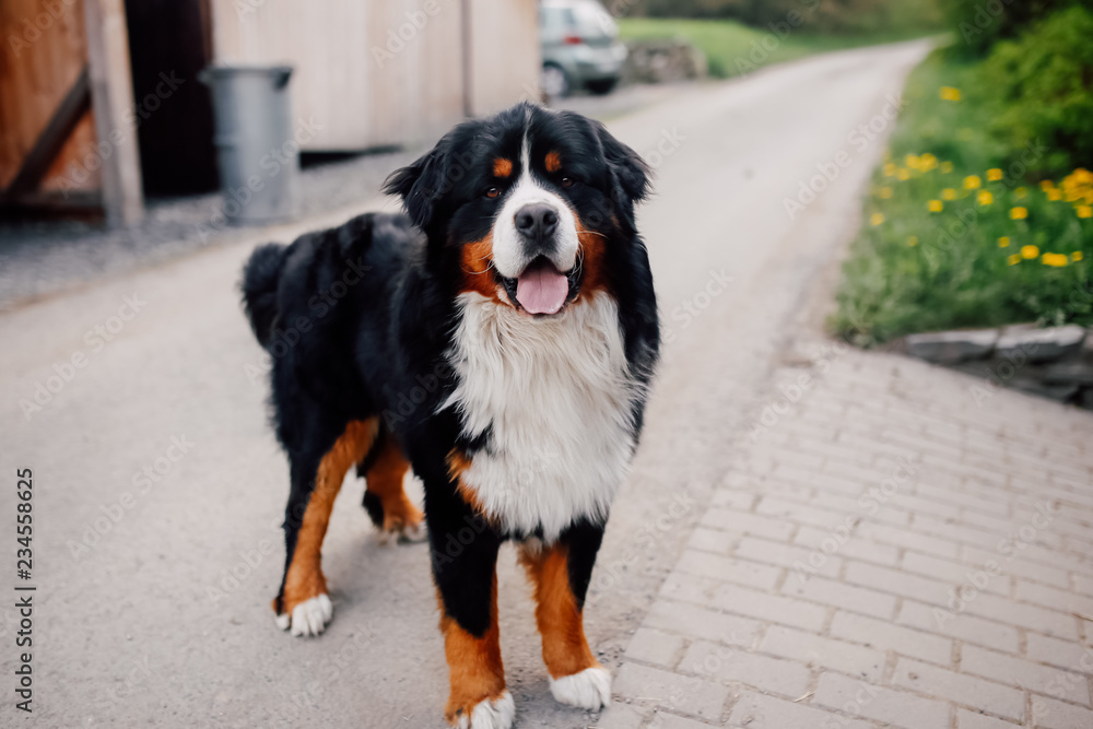 Bernese Mountain Dog (shepherd dog) on a road with the rural view, Czech village walk