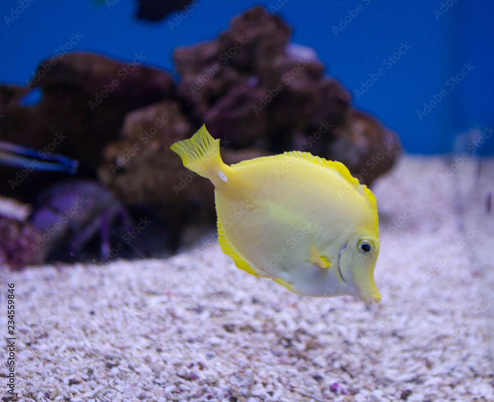 Photo of fish yellow zebrasoma in aquarium Photo of fish yellow zebrasoma in aquarium