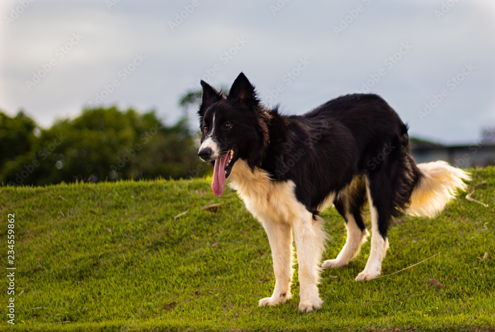 Border Collie