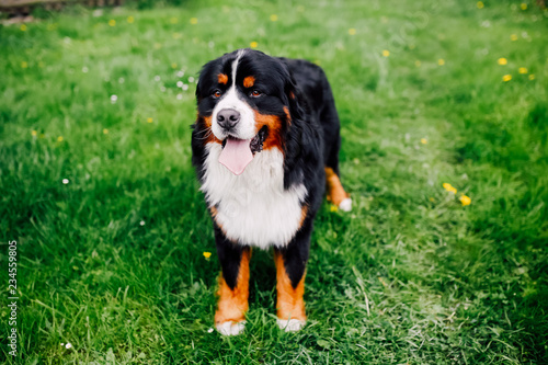 Bernese Mountain Dog (shepherd dog) portrait at the green grass background