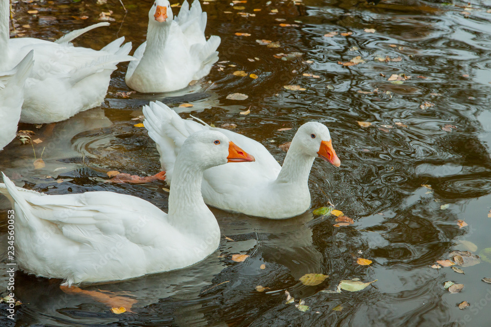 Large white gooses with an orange beaks are reflected in the water. Calm water and fallen leaves. Big, important, slow bird.